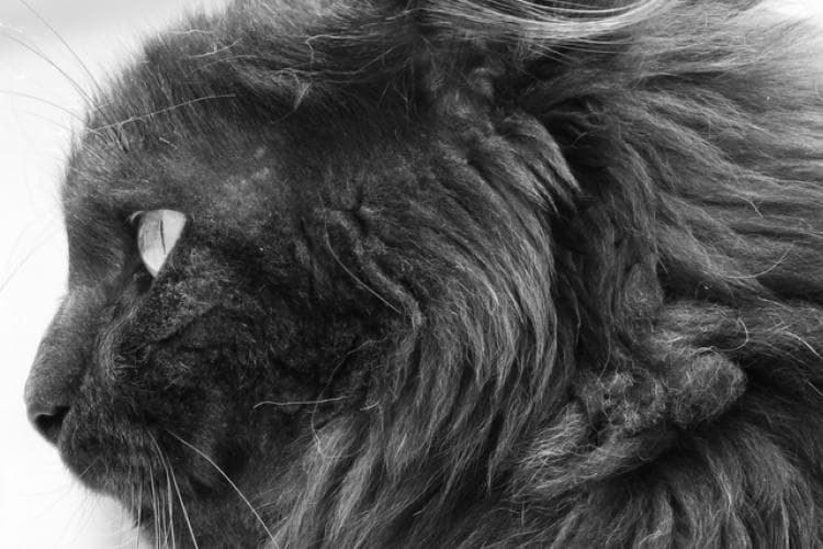 how to help your cat with hairballs