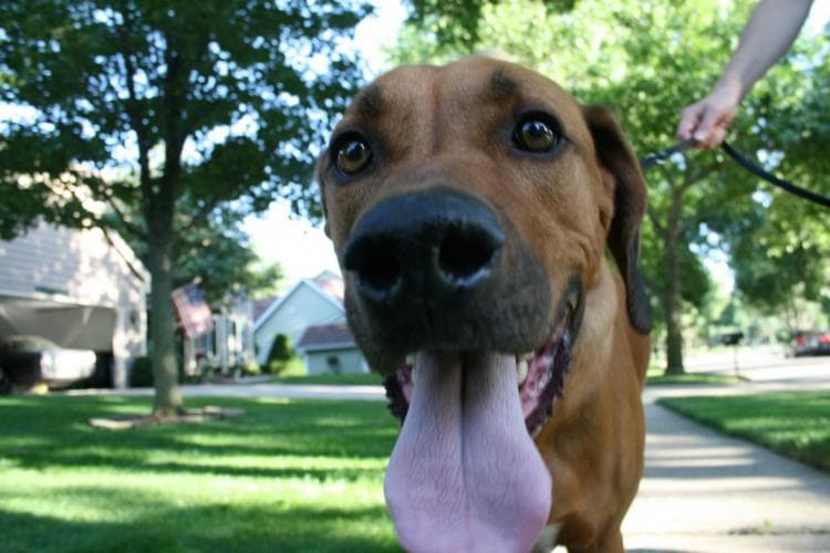 how to keep pets safe in hot weather