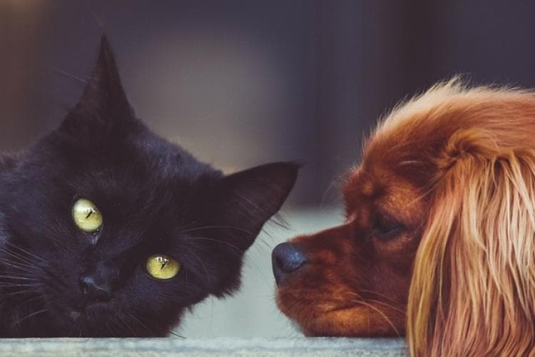 protecting pets from heartworm