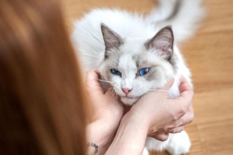 Ragdoll cat getting pets from owner. Best cat breeds.