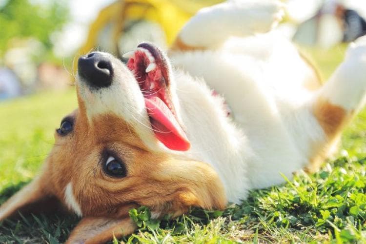 Corgi rolling around in grass.