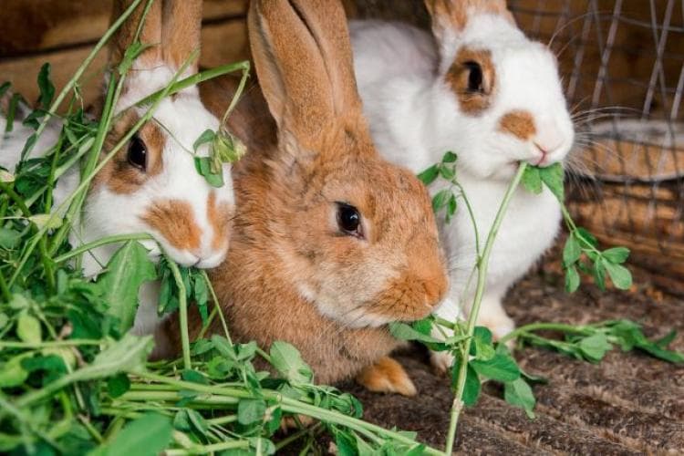 15 Things You Need to Build the Perfect Habitat for Your Rabbit