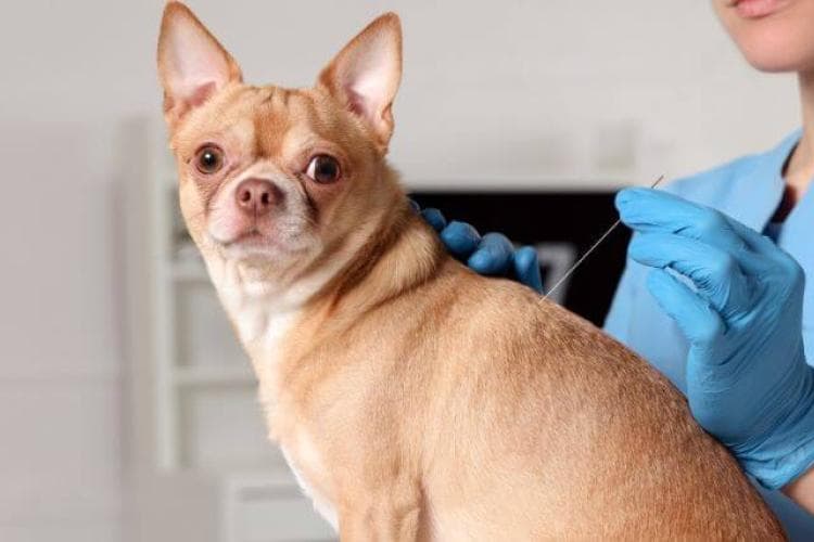 Chihuahua getting acupuncture at veterinary office.