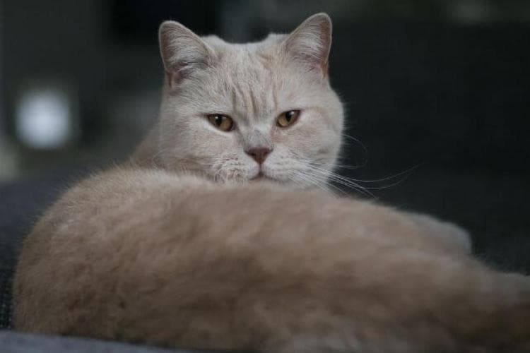 5 Medical Marvels of the Common House Cat