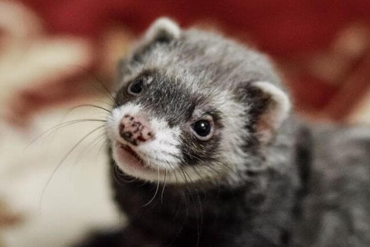 Pet ferret tilting its head and looking happy