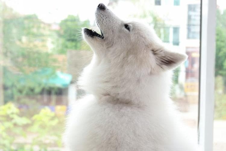 Samoyed howling with separation anxiety.