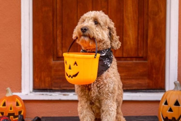 A doodle dog holding a Halloween treat pail.