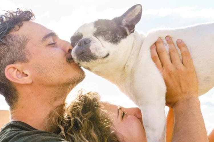 French Bulldog getting love from its parents.