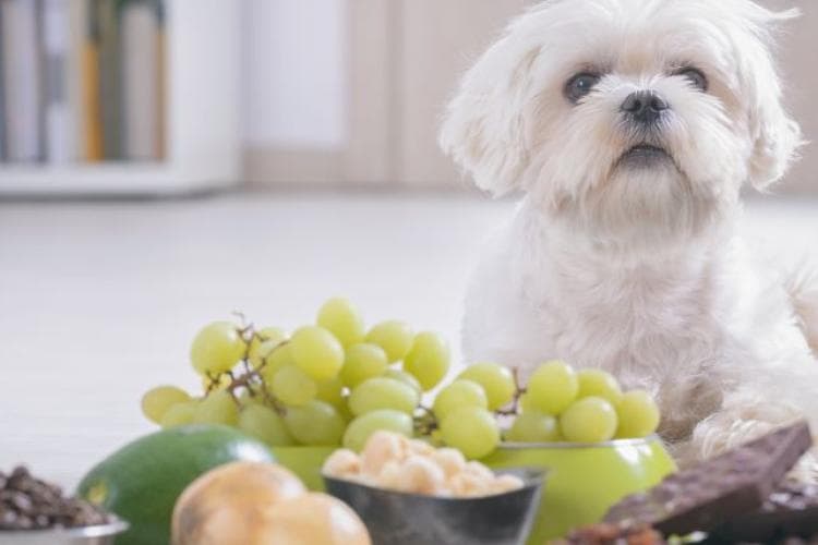 Dog toxic grapes, toxic chocolate, chocolate onions.