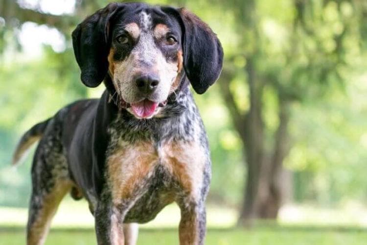 A Closer Look At Pet Parasites Roundworms, Hookworms, and Whipworms