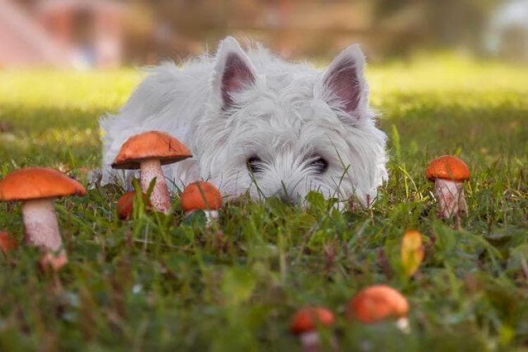West Highland Terrier Around Mushrooms. Mushroom Toxic