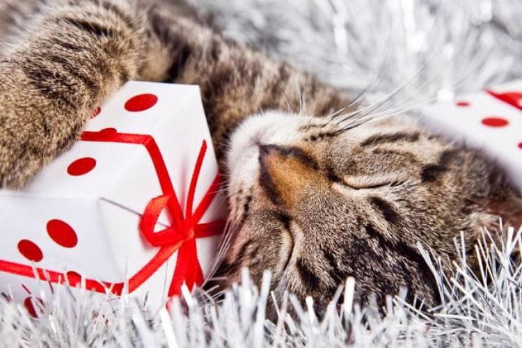 Cat laying in tinsel with a present for holiday.