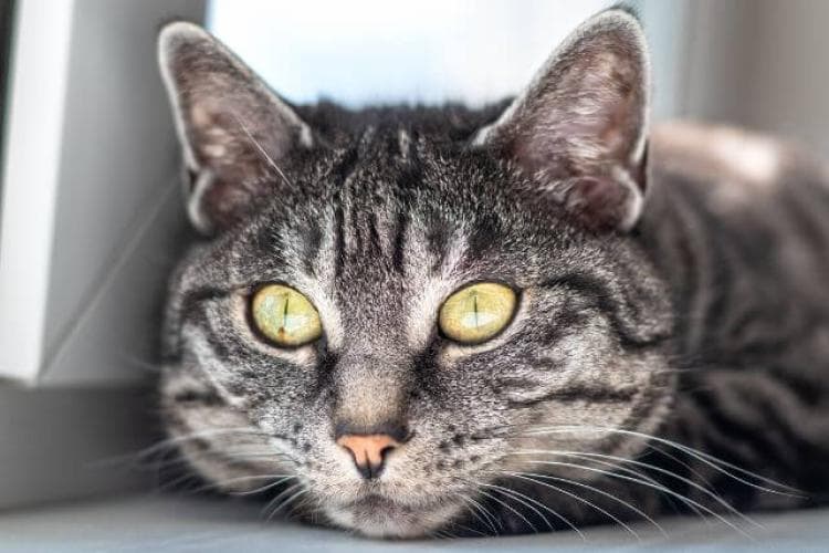 Cat Heartworm Disease