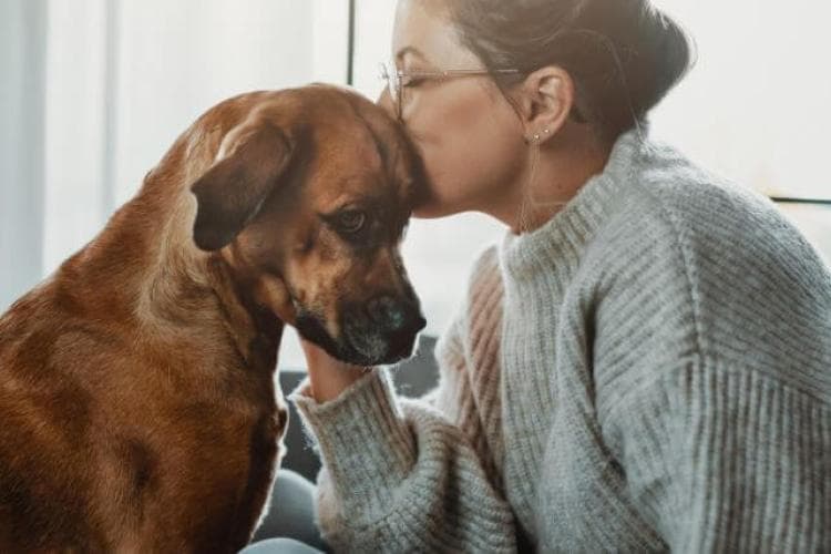 A Veterinarian’s Guide To Cushing Disease In Dogs