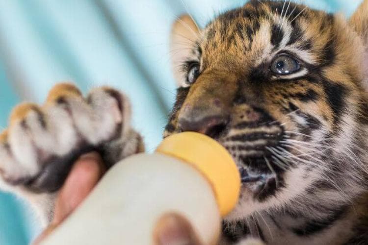Baby tiger being fed by veterinarian at zoo.