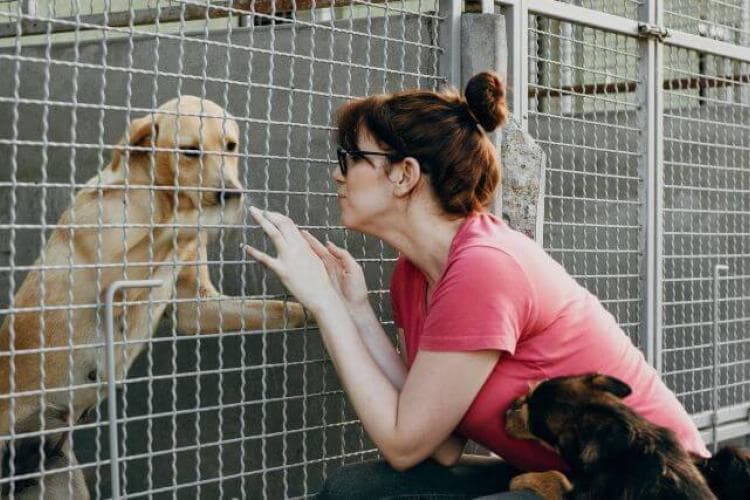Woman adopting a dog at the pet shelter.