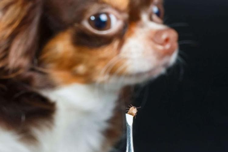 All about Lymes Disease in pets. 