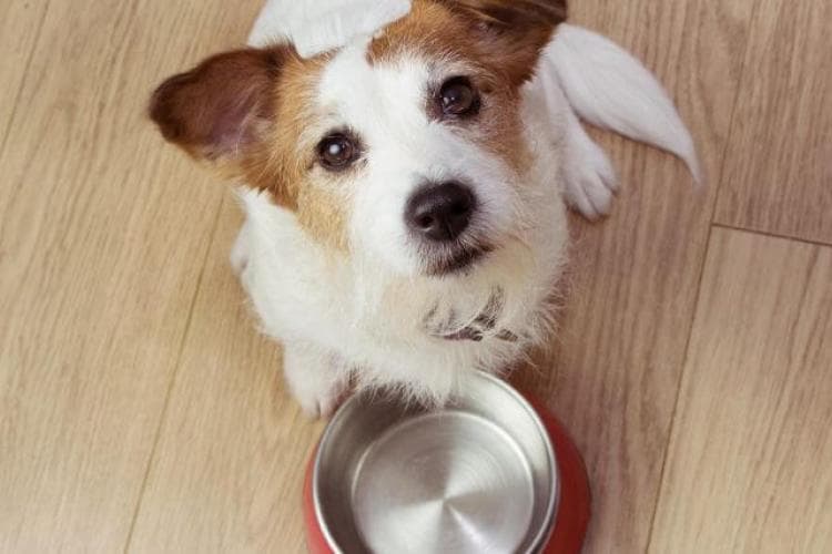Jack Russel looking up at camera with empty food bowl.