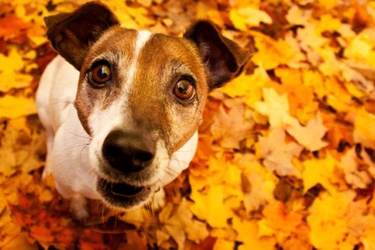 Brown and white dog sitting in pile or orange leaves during fall