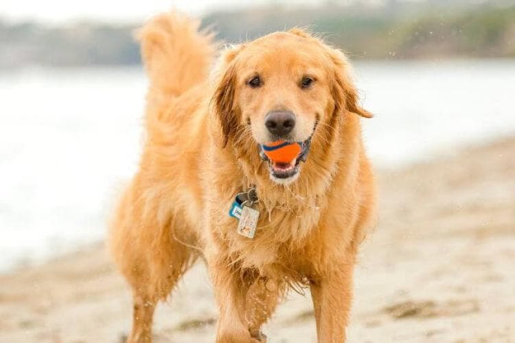Golden Retriever on beach playing with ball.