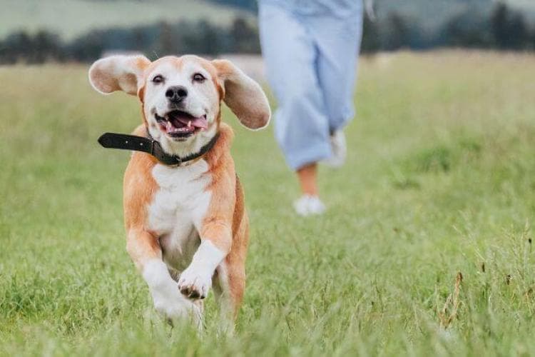 Beagle running with mom. Tick Preventative for canines