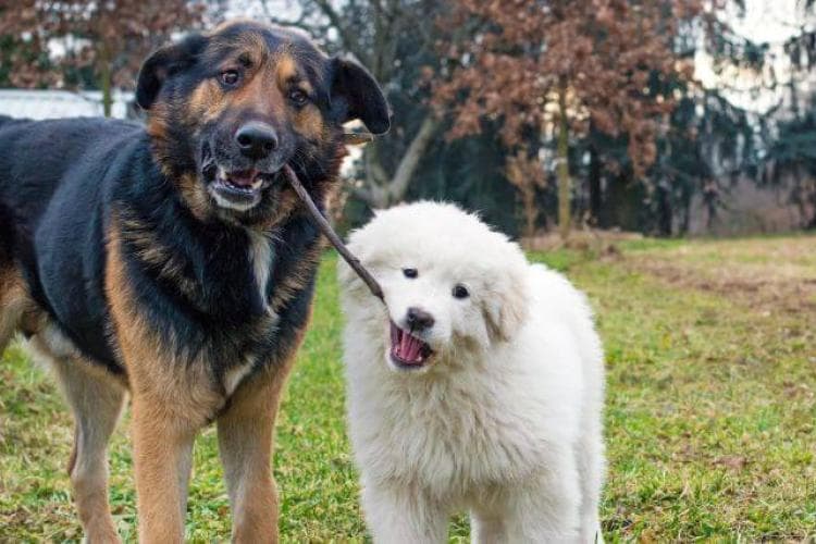 Shepherd Mix and Great Pyrenees puppy playing with stick