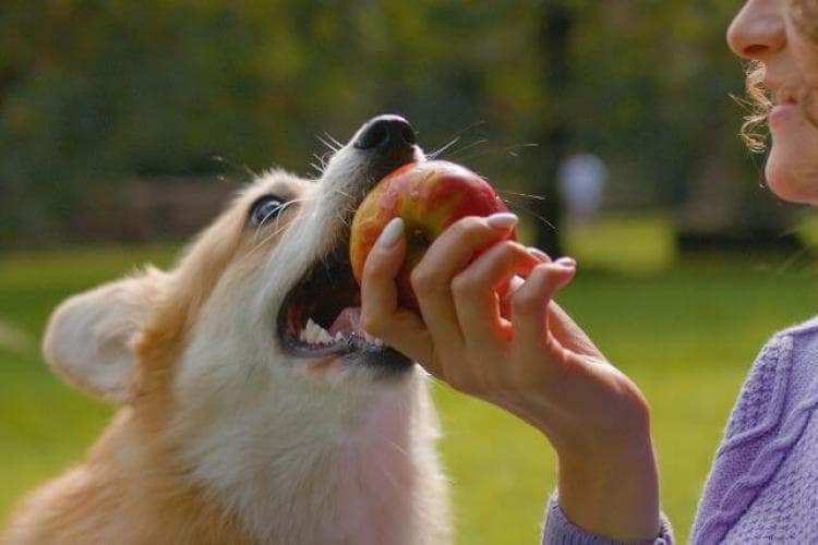 Pet owner feeding dog apple. Can dog's eat apples?