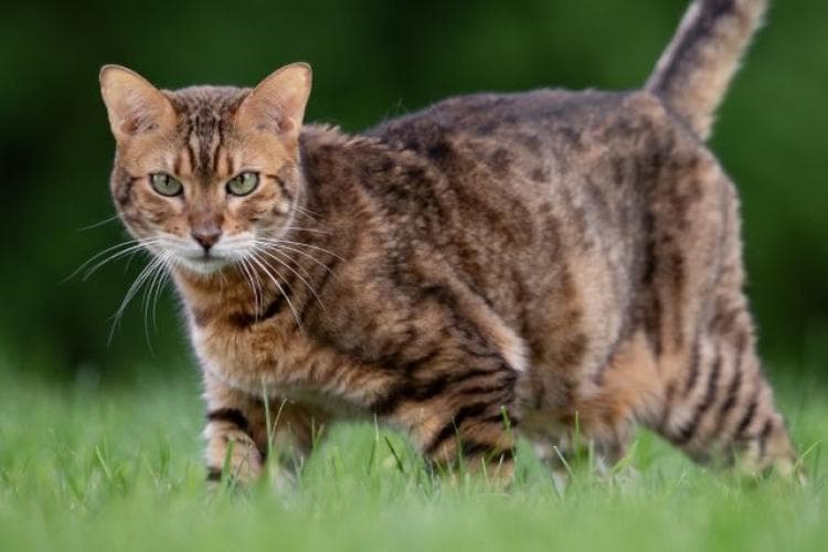 A brown cat walking outside in grass
