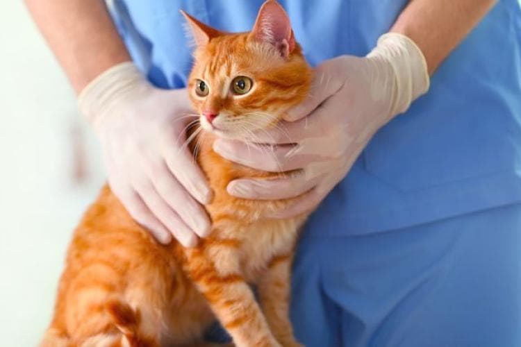 Hyperthyroidism and Hypothyroidism in cats