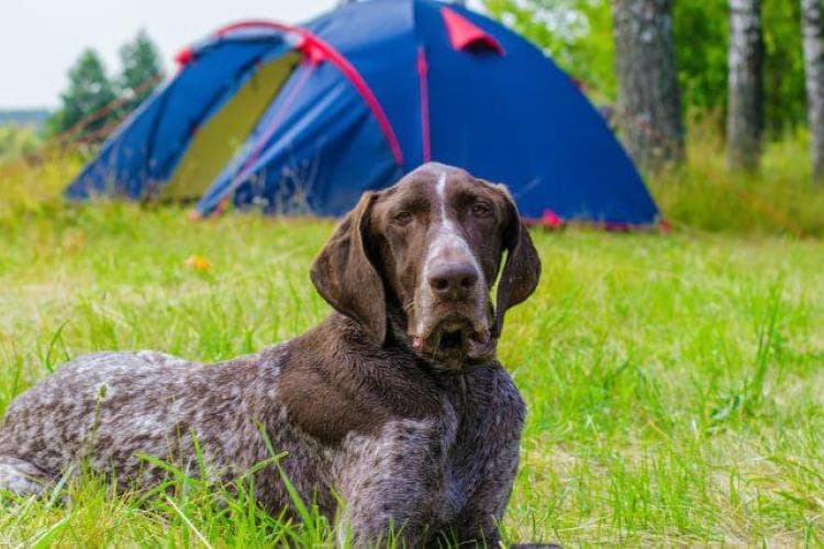 German Shorthair pointer camping in the summer with family.