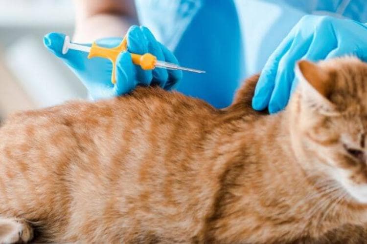 Chip Your Pet Month: Answers to Common Microchipping Questions