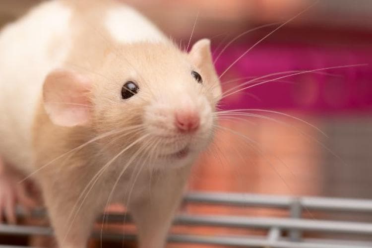 Baby rat pet exploring cage.