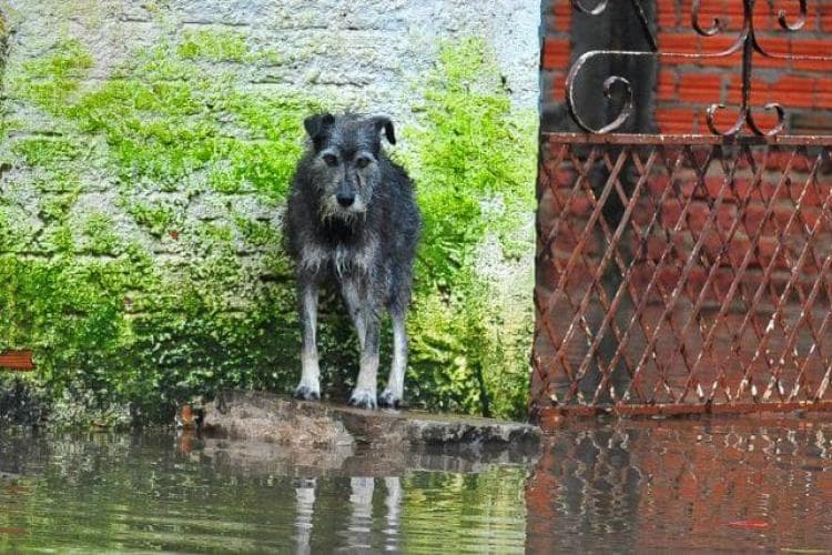 Dog after flood looking for owner due to lack of disaster preparedness for pets.