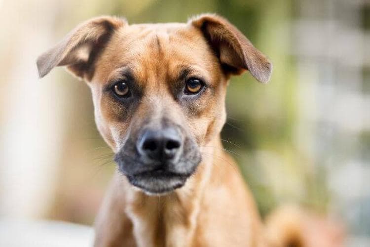 Heartworm disease in dogs.