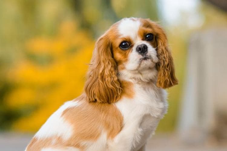 A Cavalier King Charles Spaniel dog posing outside