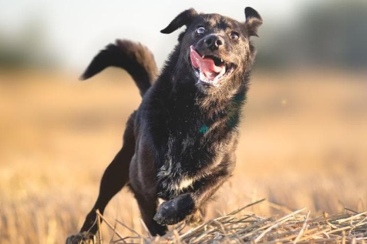 Dog having zoomies in a field.