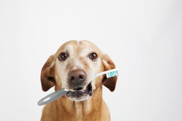 Dog Dental