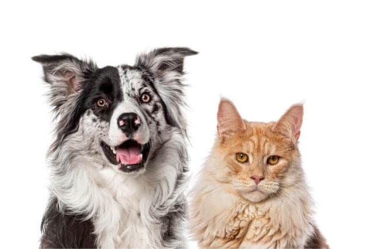 Dogs vs. Cats: Who&rsquo;s the Bigger Diva When It Comes to Grooming?