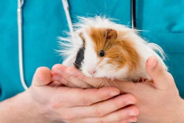 Veterinarian holding a white, brown, and tan guinea pig