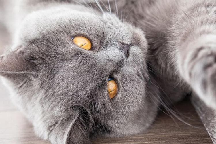 Gray cat stretching with arthritis