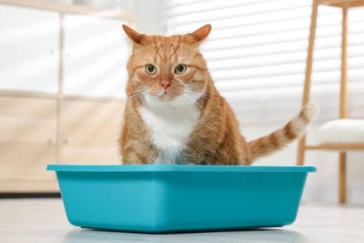 Orange and white tabby cat trying to urinate in litter box.