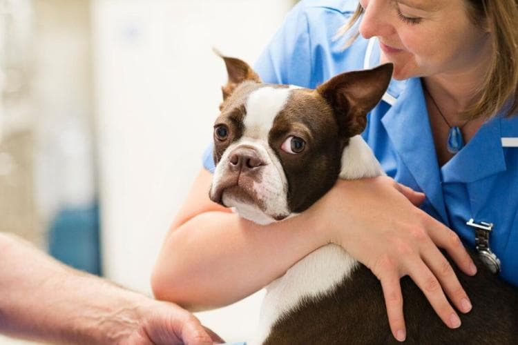 Small brown and white bod at emergency vet having it's paw bandaged 