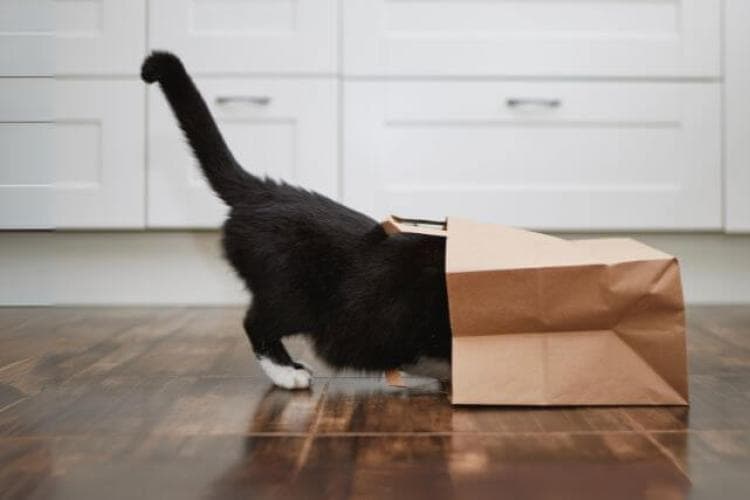 Black and white cat searching through paper bag.