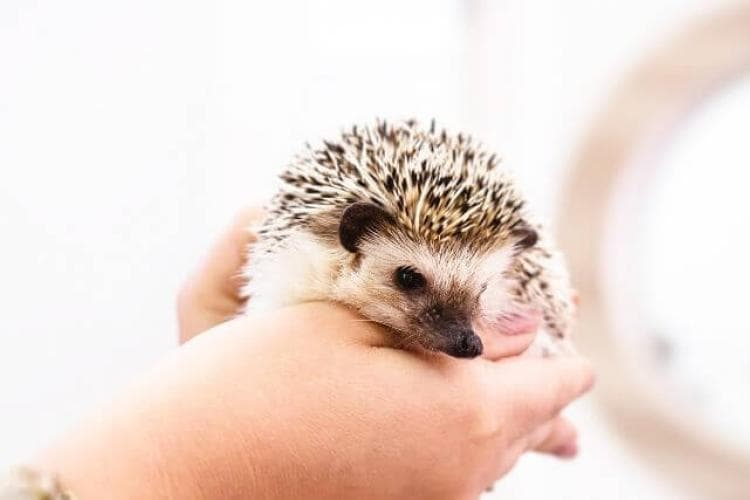 Exotic Pets: Care and Legal Considerations