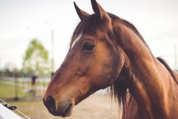 FAQs & Everything You Need to Know About West Nile Virus in Horses