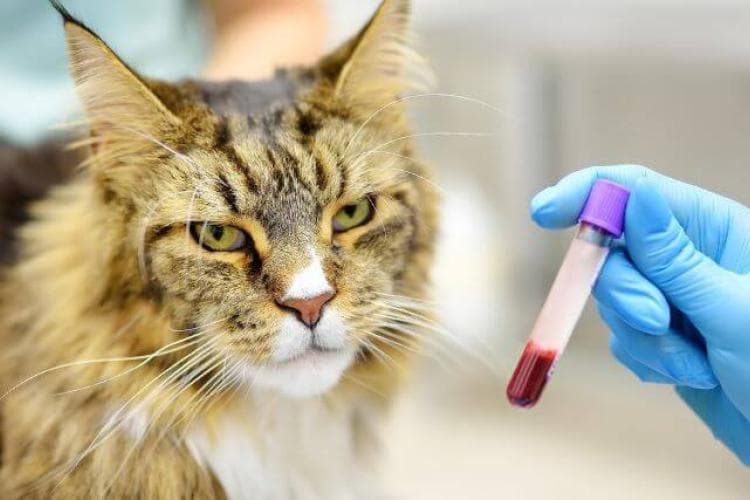 Cat getting blood work done at veterinary appointment.