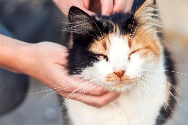 Feline Diabetes: A Veterinarian's  Insights for Optimal Cat Health and Wellness