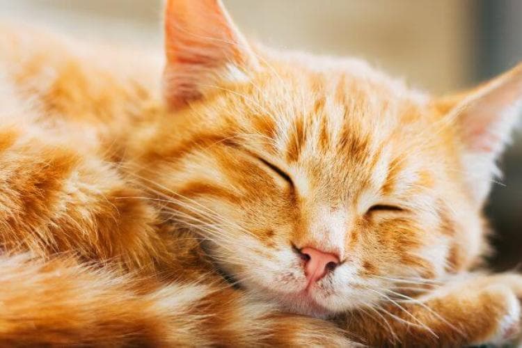 Feline Leukemia Virus (FeLV): What Every Cat Owner Should Know