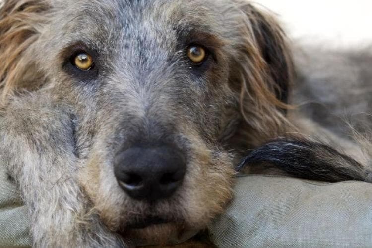 Gastric Bloat And GDV In Dogs