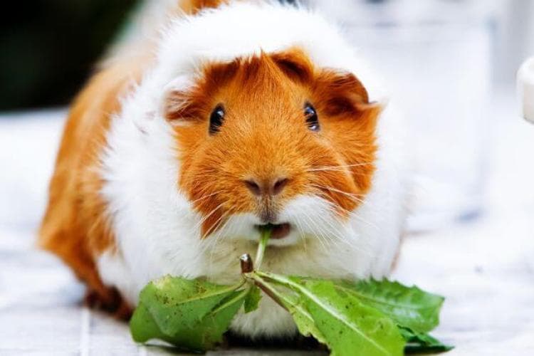 Guinea Pig close up, eating.